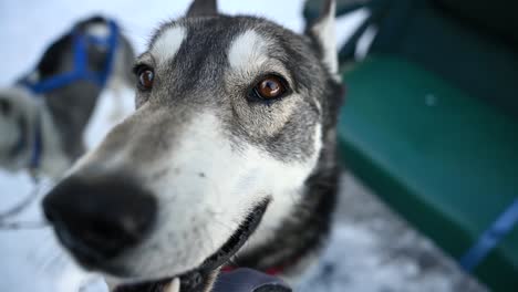 siberian husky standing on top of passenger sled nose bumping camera during the winter