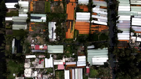 Drohnenaufnahme-Der-Cempasuchil-Blumenplantage-In-Xochimilco-Chinampas-In-Mexiko-Stadt