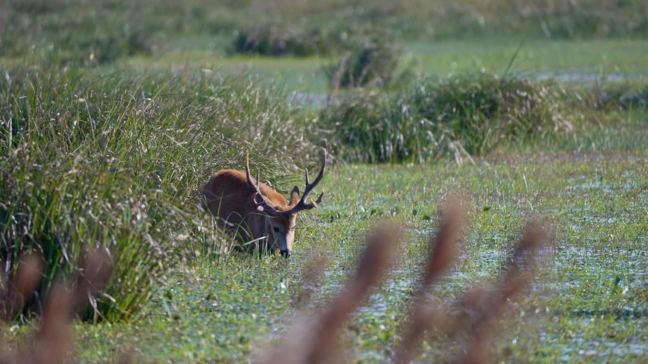 Male Marsh Deer Feeding In A Serene Wetland Habitat With Tall Grass. - wide shot