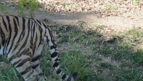 static-shot-of-a-tiger-looking-at-the-camera-while-walking