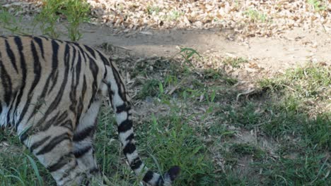 disparo estático de un tigre mirando a la cámara mientras camina