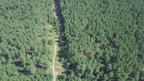 vista aérea de la carretera forestal