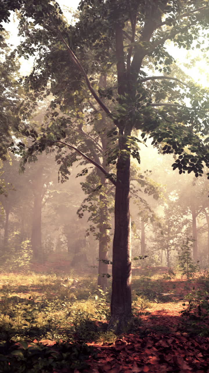 안개 숲 속 의 빛