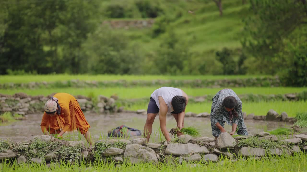 Multiple Indian farmers knee-deep in water, placing rice saplings row by row in muddy fields, 4k video