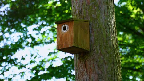 bird-sits-on-wooden-aviary-on-a-tit-box-by-a-pine-tree-in-nature-and-brings-chicks-food-to-the-house