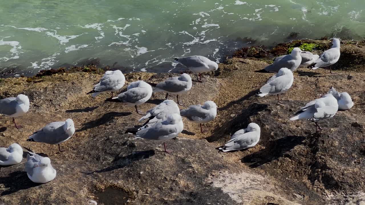 Gabbiani che si siedono sulle rocce