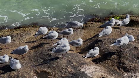 Seagulls-sitting-on-the-rocks