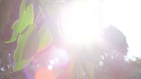 la luz del sol brilla a través de hojas colgantes en el árbol