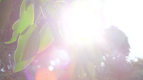 sun light shinning through hanging leaves on tree