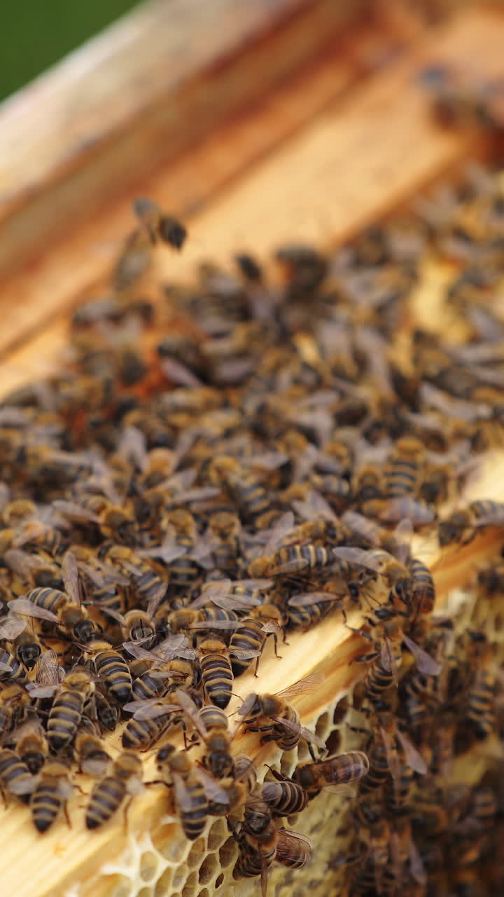 Hardworking bees on honeycomb in apiary Vertical video
