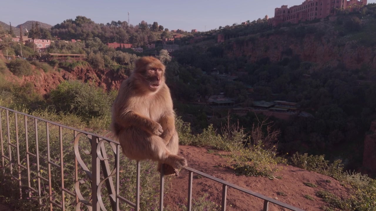 Un macaco di Barberia è seduto mentre mangia, appollaiato su una ringhiera di ferro sopra il canyon e il villaggio di Ouzoud.