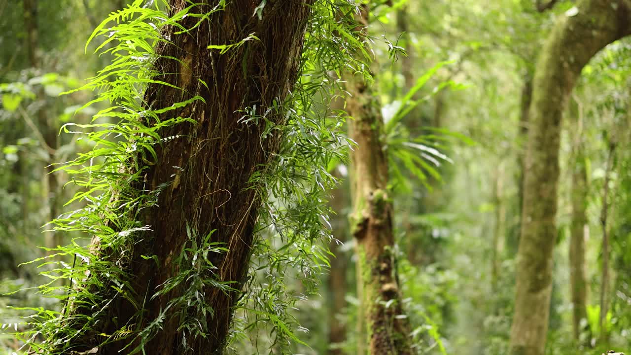 Tropical Rainforest Tree with Ferns