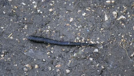 close up top view of black horse leech crawling over wet soil ground in wilderness