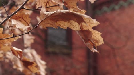 dry, brown leaves in detail in front of a brick building with ancient decorated glass in the window