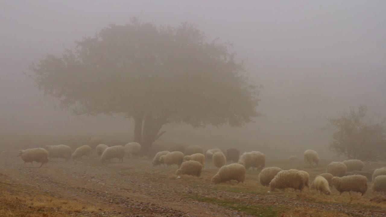 ovejas pastando en el pasto de montaña con niebla