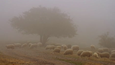 sheep grazing in foggy mountain pasture