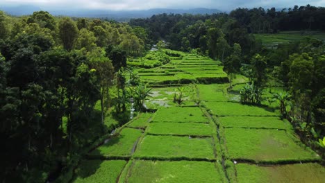 aerial drone over green paddy fields in air terjun kembar arum, east java, indonesia