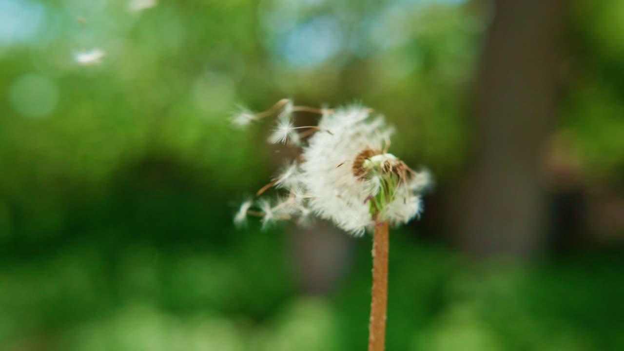 Dandelion seed head releases fluffy seeds into the air. Seeds drift away gently against a blurred green backdrop. Sunlight highlights each delicate seed strand. Natural beauty captured in slow motion
