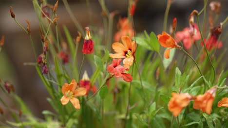 Schöne-Blume-Aus-Einem-Französischen-Dorfgarten