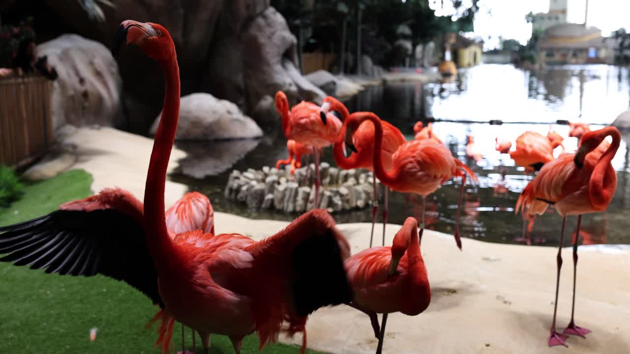 фламинго в их среде обитания