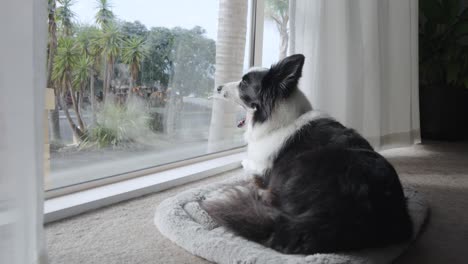 footage of a cute black and white border collie dog laying down resting on a dog bed inside house, gazing out of the window.