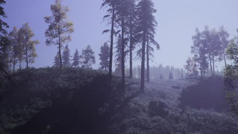a tranquil forest with tall trees and gentle sunlight filtering through