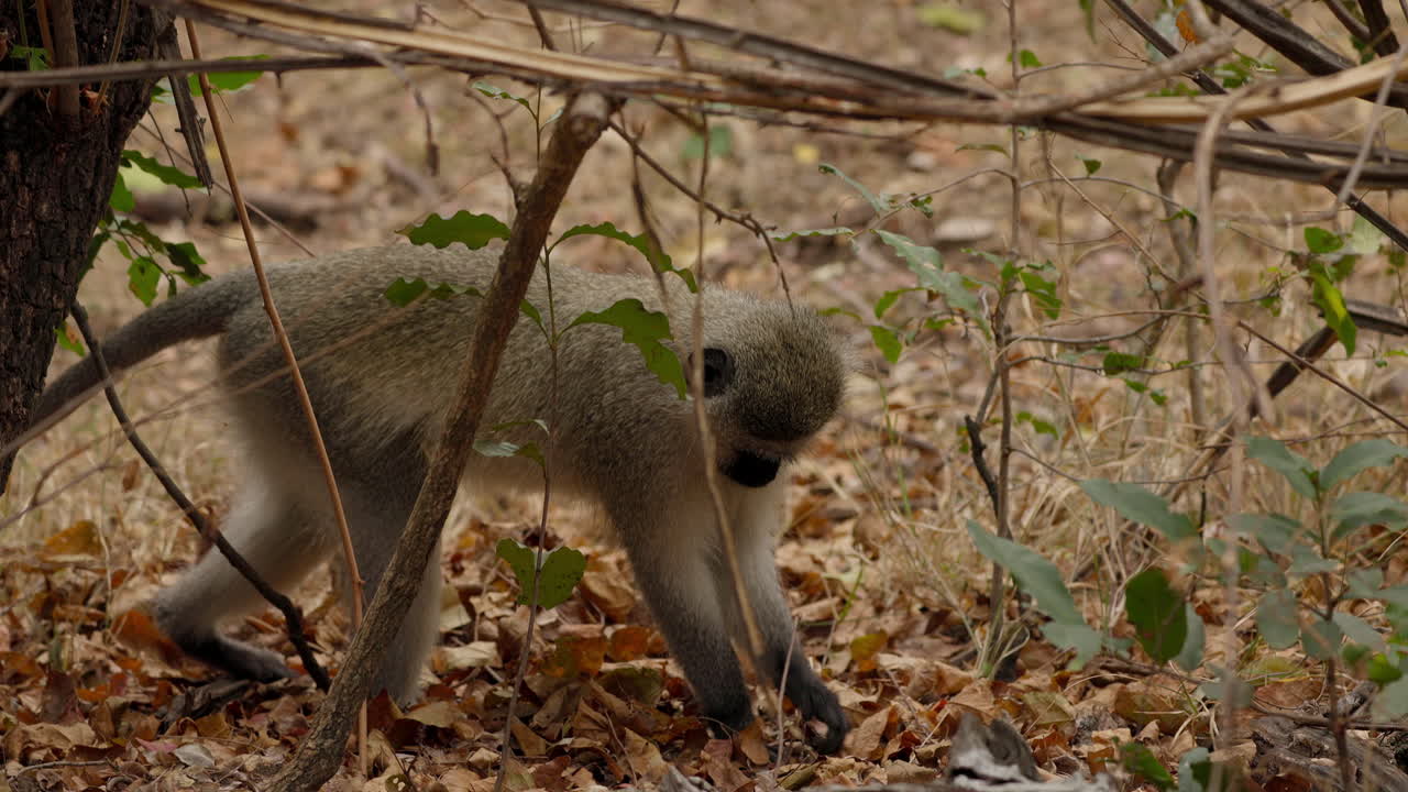 simpático mono vervet caminando sobre las hojas caídas y buscando comida en el parque nacional kruger, sudáfrica