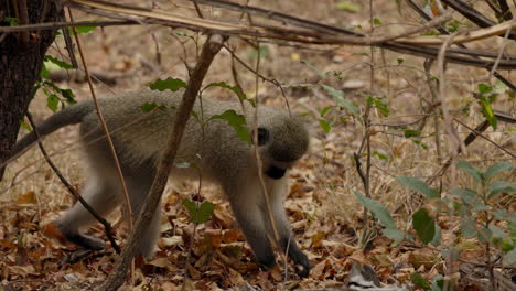 Lindo-Mono-Verde-Caminando-Sobre-Las-Hojas-Caídas-Y-Buscando-Comida-En-El-Parque-Nacional-Kruger,-Sudáfrica