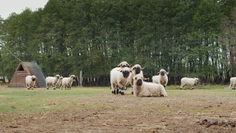 sheep flock in a field