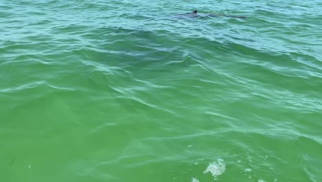 Juvenile-dolphin-swimming-with-mother-and-the-pod