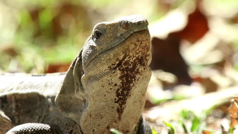 iguana en la naturaleza