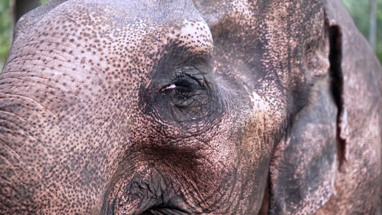 rostro arrugado de elefante asiático cansado cerrando lentamente su ojo soñoliento