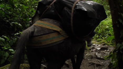 donkey's walking through the jungle with supplies camera from behind slow motion