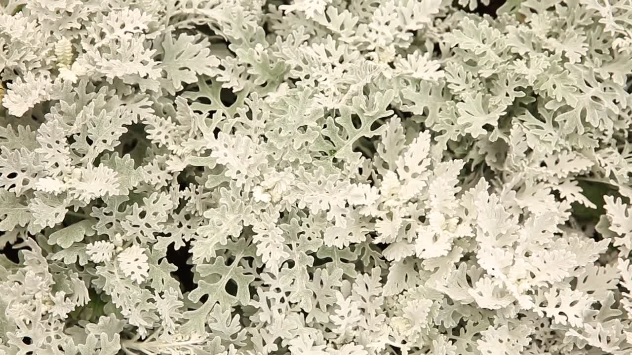 회색 유기 질감의 클로즈업