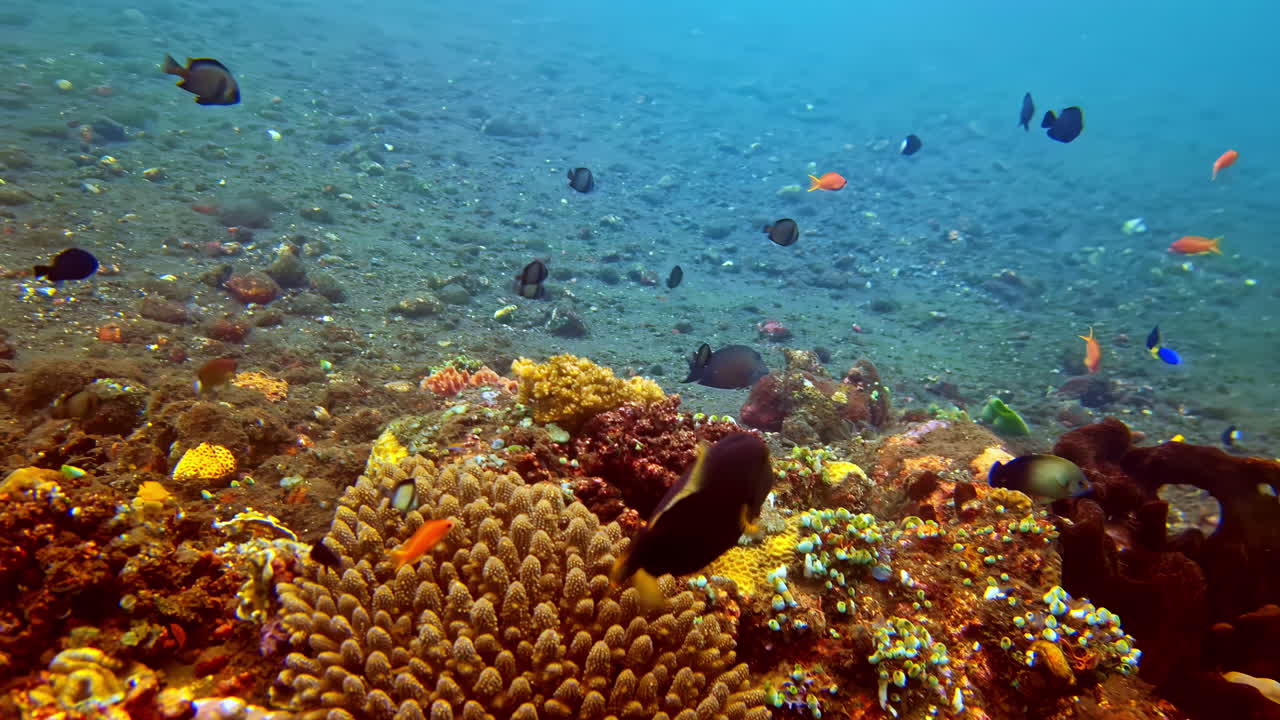 Clear blue salty water along the seabed, fish circling the ochre coral and sediment deposits