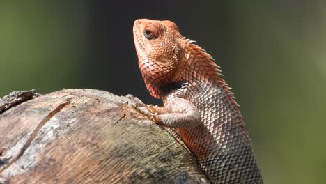 lagarto en el sol - rojo - pry