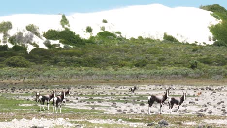 bontebok en una llanura costera bajo dunas de arena gigantes que se avecinan en sudáfrica