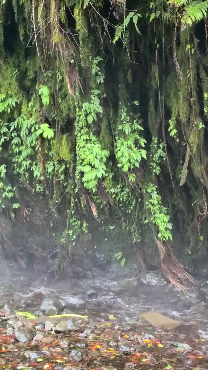 Mist stijgt op uit een tropische beek onder een weelderige bemoste klif