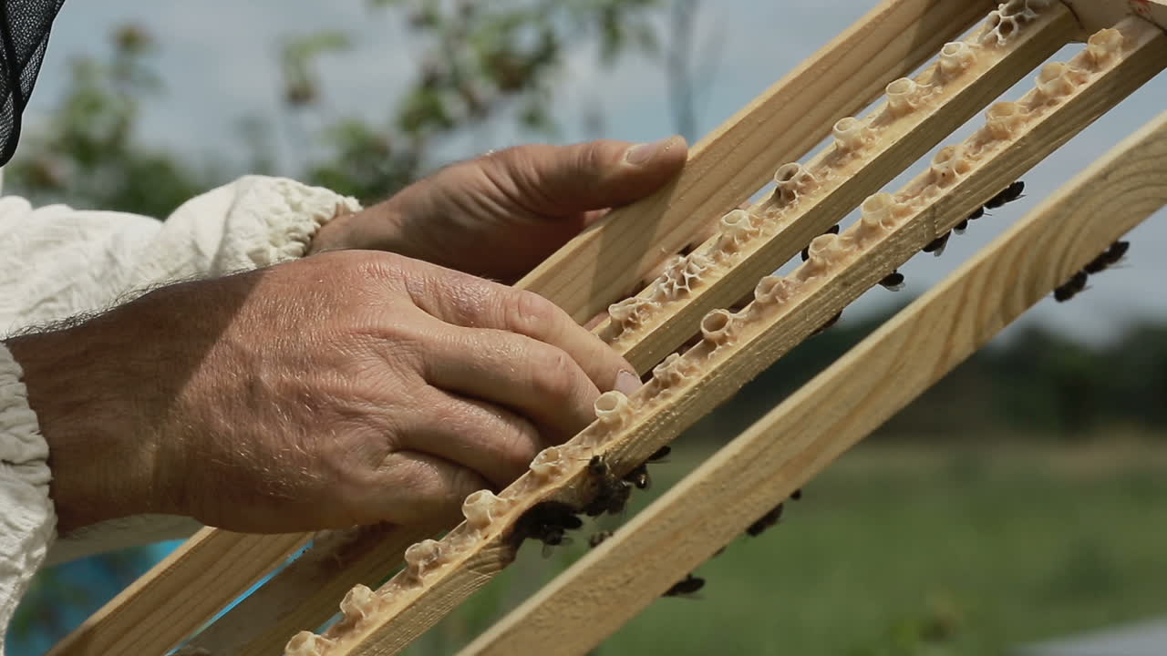 A Beekeeper At Apiary Among Hives. A beekeeper at apiary among hives with honeycomb in hand
