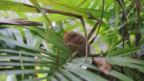 Tarsier monkey hiding and nestled between lush green trees in the heart of the Philippine jungle, showcasing its delicate features.