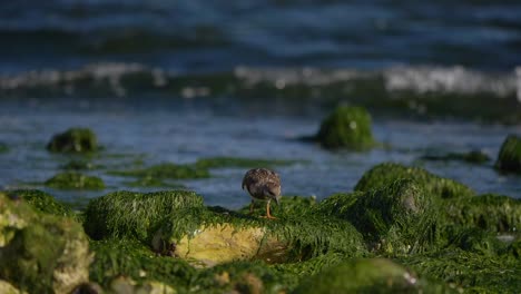 least sandpiper bird strolling around on rugged shore searching for food, slow motion