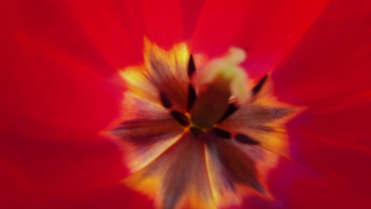 Primo piano estremo all'interno di un vivace fiore di tulipano rosso, che rivela intricate texture dei petali e la struttura centrale scura del fiore.