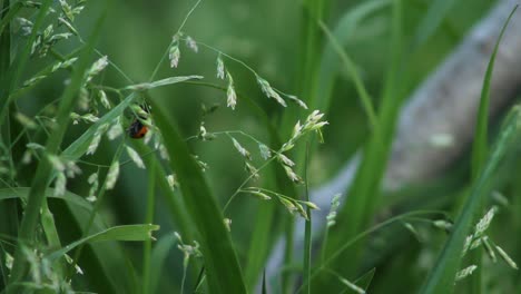 Lady-Bug-Arrastrándose-Entre-Hierba-Naturaleza-Insectos-Vida-Silvestre