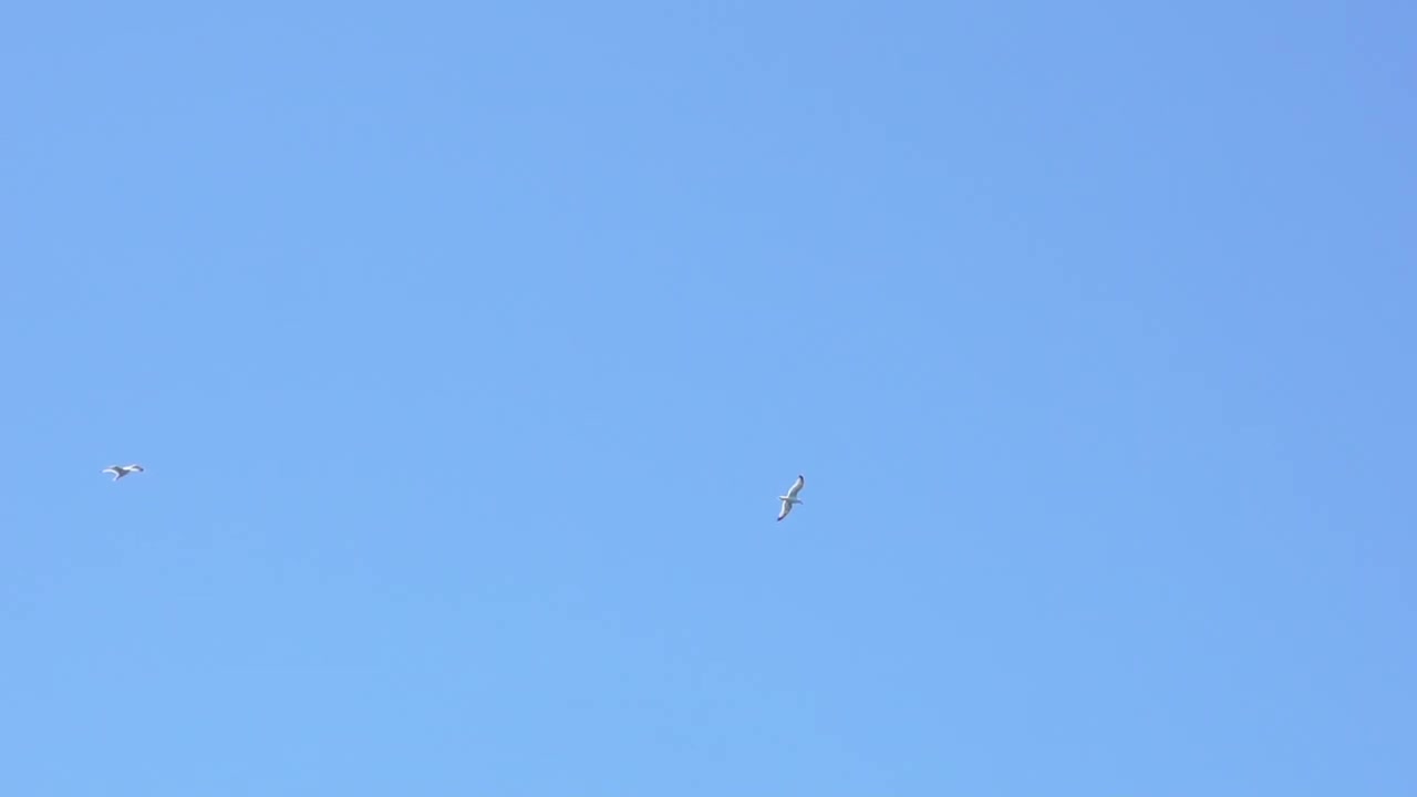 Gabbiani che volano in un cielo azzurro limpido, inquadratura ampia a 120fps