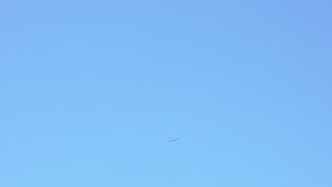 seagulls flying in clear blue sky, wide shot 120fps