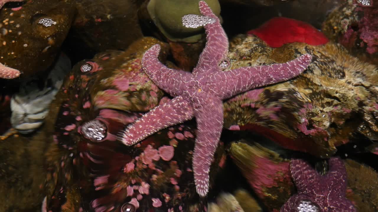 Closeup of tide pool with starfish