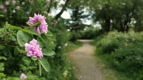 pink roses along a garden path