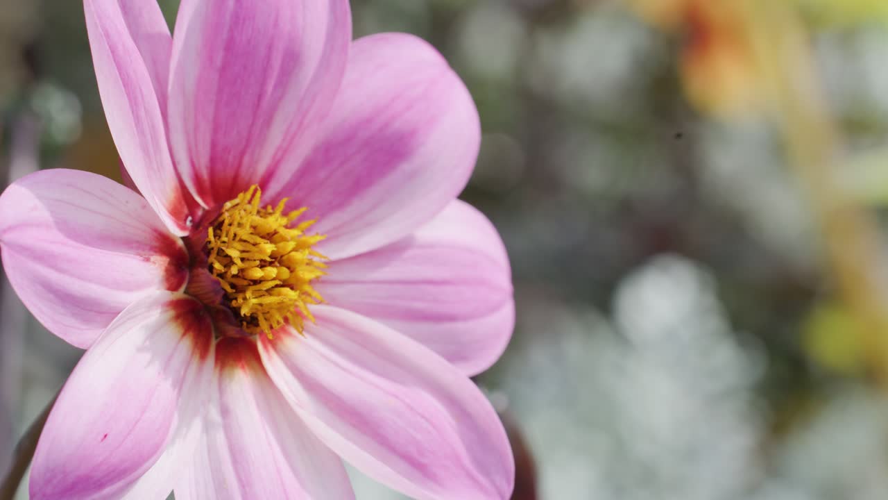 A bumblebee lands on a vibrant pink flower, actively gathering pollen. Natural daylight, shallow depth of field, and gentle camera movement create a lively, close-up garden scene
