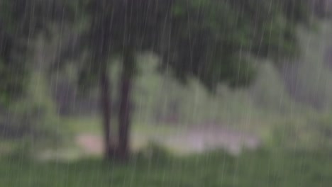 rain comes in the jungle anytime and one must enjoy the most out of it