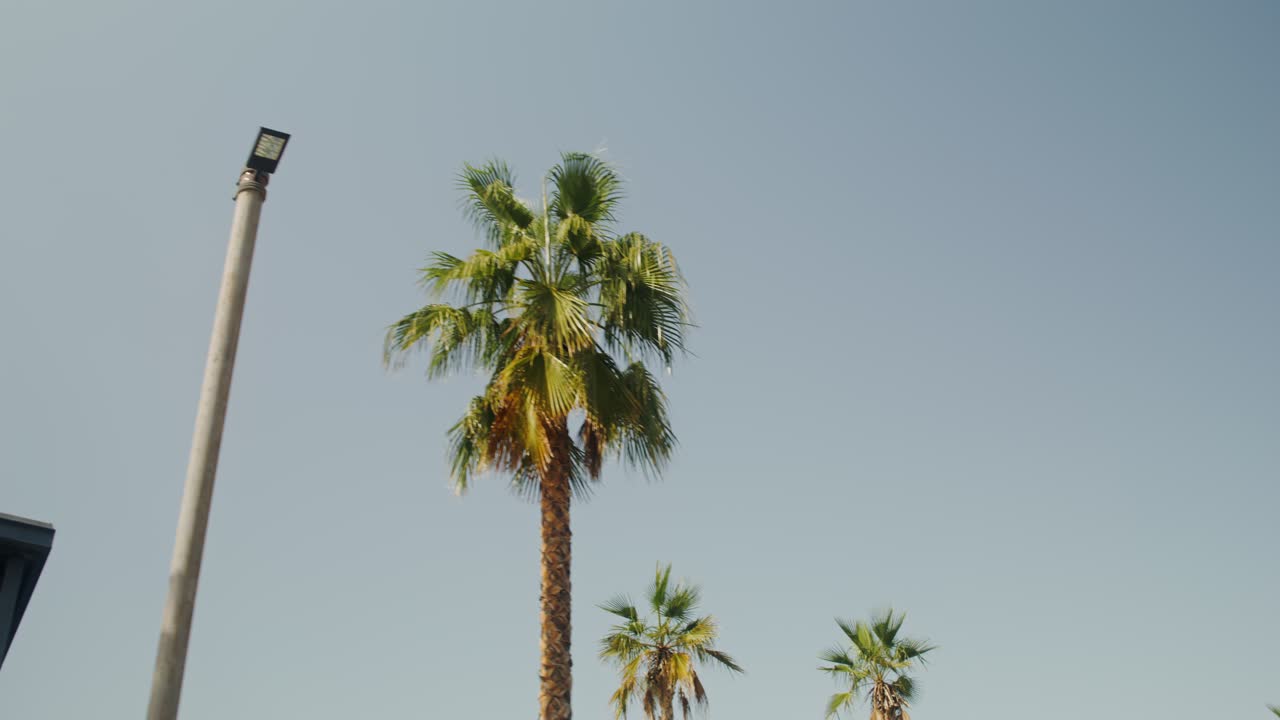 나무와 거리 조명